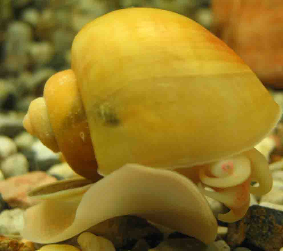 Ampullaria scalaria