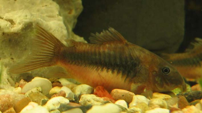 Coridoras