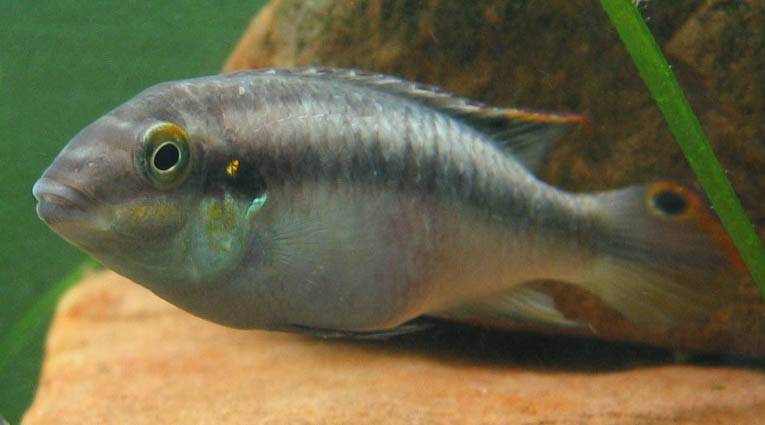 Pelvicachromis pulcher